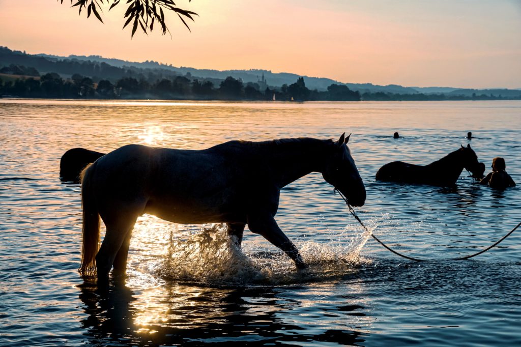 Rund um Ihre Pferdebestattung ist es entscheidend, persönliche Elemente oder Erinnerungen in den Mittelpunkt zu stellen